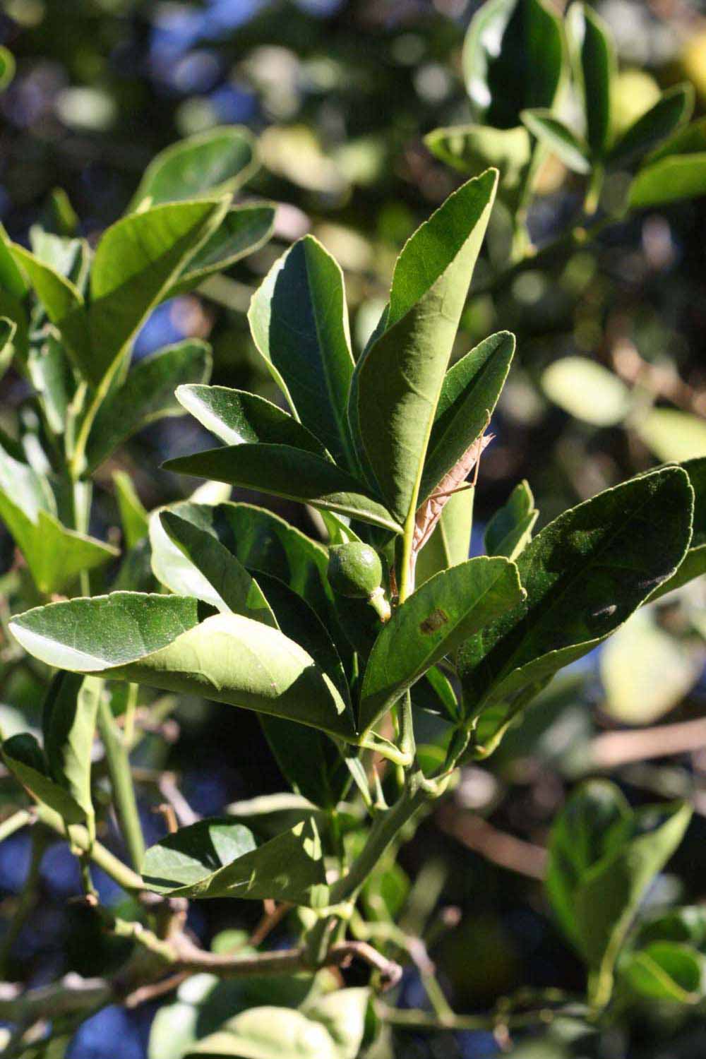              Sun leaves (Riverside, CA)       